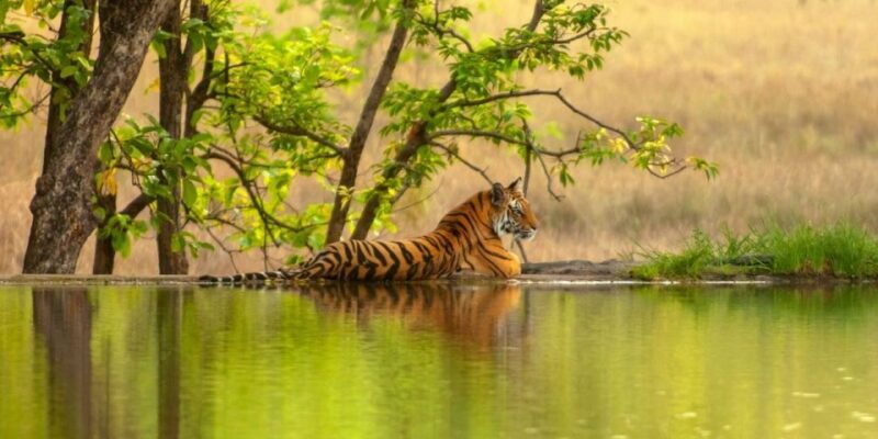 From Jaipur: Same Day Ranthambore excursion - What Makes This Tour Stand Out?