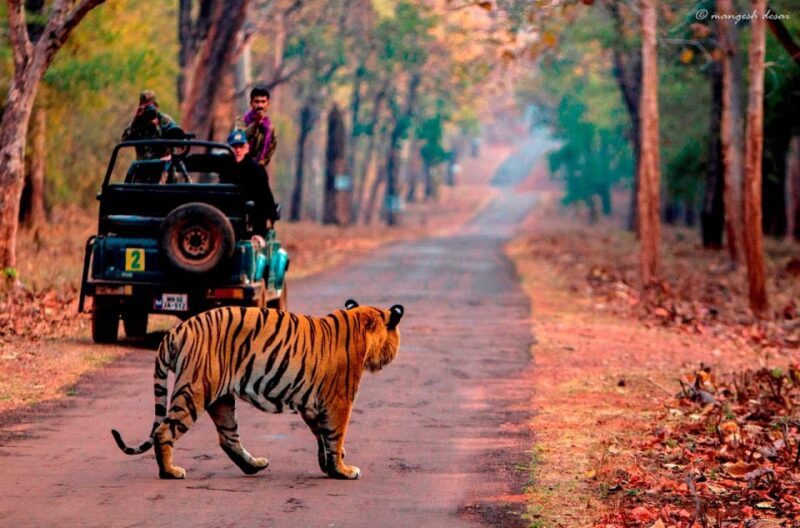 From Jaipur: Same Day Ranthambore excursion - FAQ