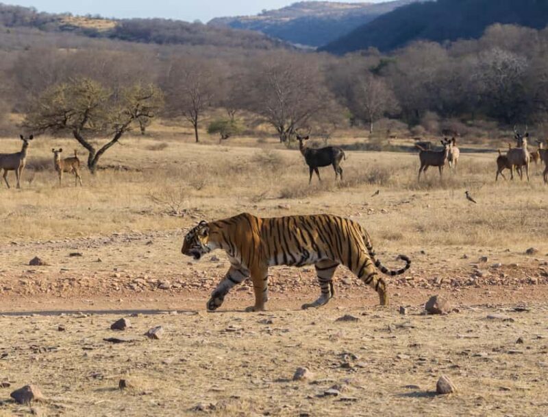 From Jaipur: Same day Ranthambore Tiger Safari Tour - FAQ