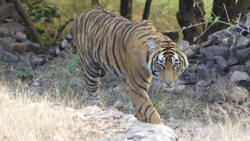 From Jaipur: Sariska National Park Day trip with Safari - Introduction