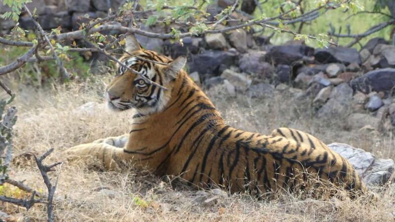 From Jaipur: Sariska National Park Day trip with Safari - Key Points