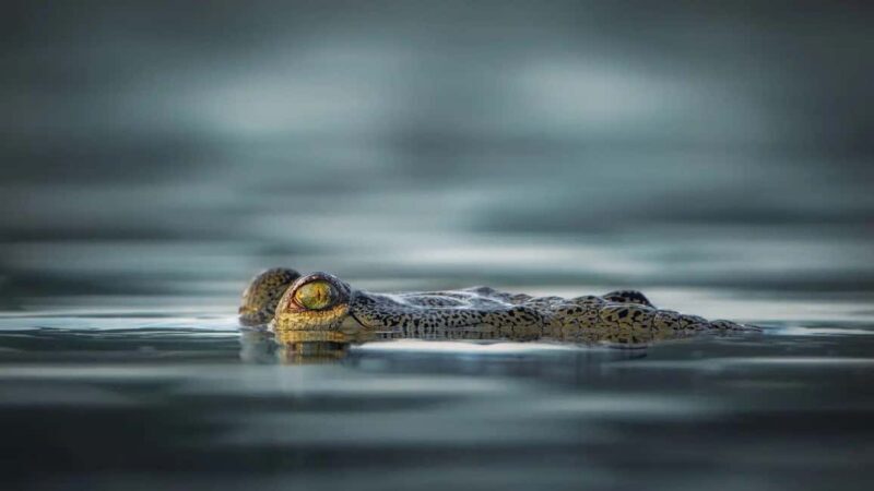 From Jaipur to Ranthambore : 1 Day Trip - Introduction