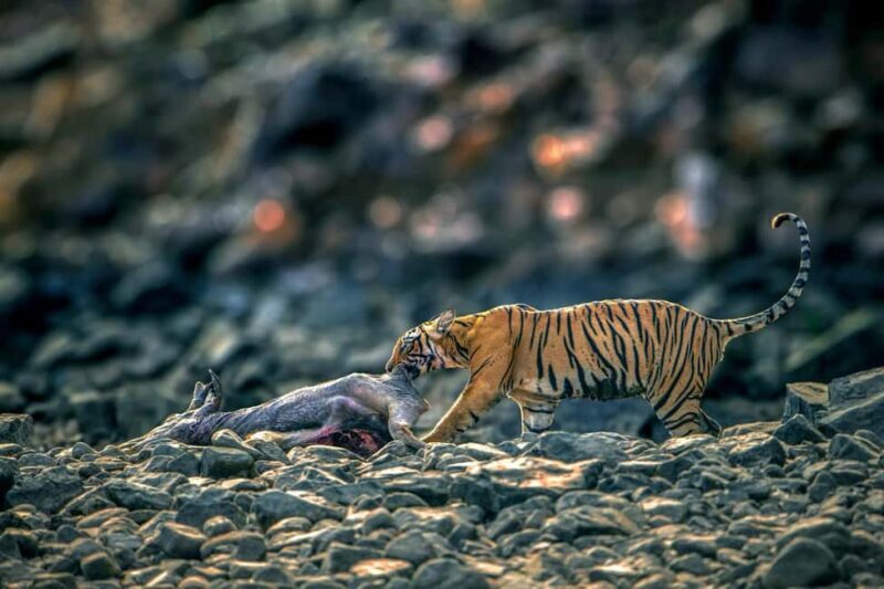 From Jaipur to Ranthambore : 1 Day Trip - Wildlife Highlights