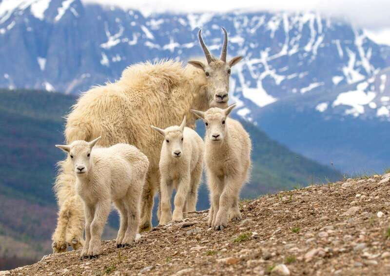 from-jasper-jasper-national-park-wildlife-discovery-tour