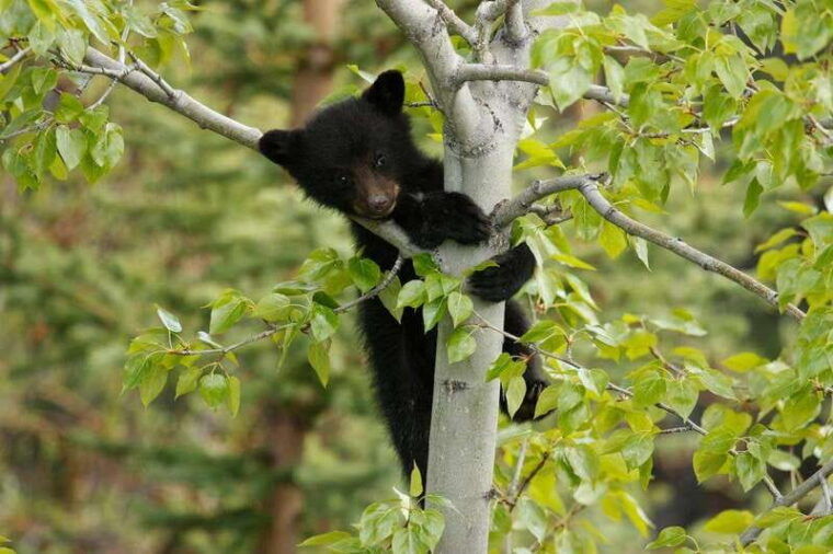 from-jasper-jasper-national-park-wildlife-discovery-tour