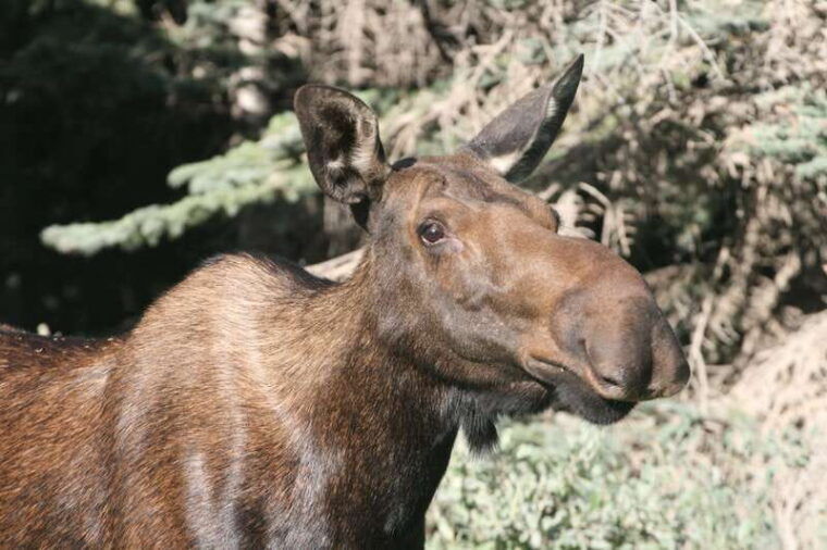 from-jasper-jasper-national-park-wildlife-discovery-tour