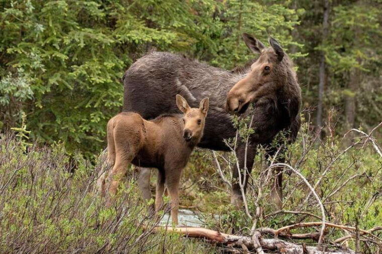from-jasper-jasper-national-park-wildlife-discovery-tour