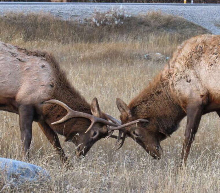 from-jasper-jasper-national-park-wildlife-discovery-tour