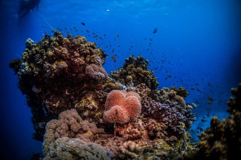 From Jeddah: Boat Trip and Diving for Certified Divers - Key Points