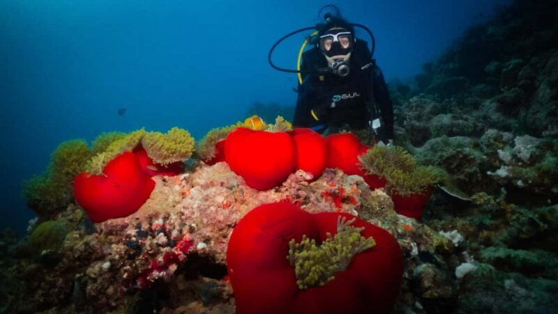 From Jeddah: Boat Trip and Diving for Certified Divers - Introduction: Why Consider a Red Sea Diving Trip from Jeddah?