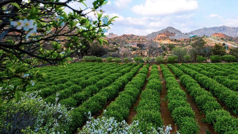 From Jeddah: Visit Taif The City of Roses - An Honest Look at the Taif Day Tour Experience