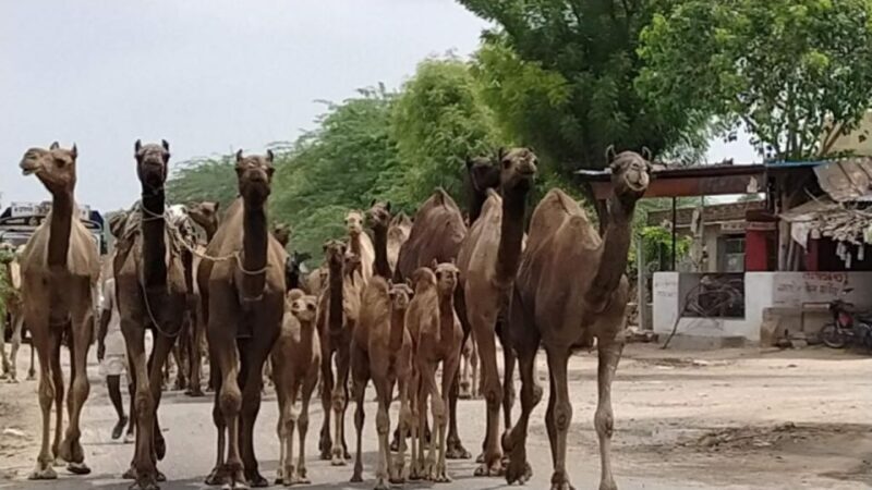 From Jodhpur: Half-Day Tour, Camel Ride, & Dinner in Osian - From Jodhpur: Half-Day Tour, Camel Ride, & Dinner in Osian