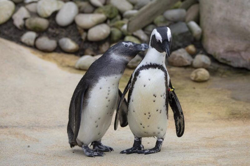 from-johannesburg-12-day-private-tour-to-cape-town