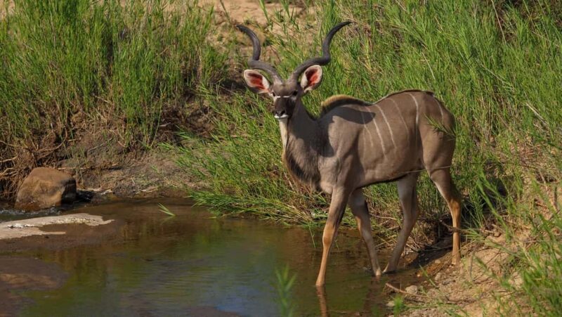 From Johannesburg: 2-Day Safari into Kruger National Park - Key Points