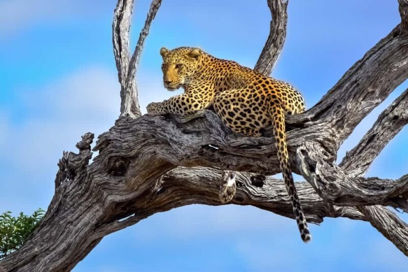 From Johannesburg: 2-Day Safari into Kruger National Park - The Itinerary in Detail