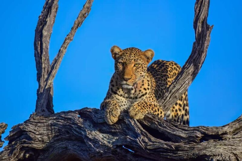 From Johannesburg: 2-Day Safari into Kruger National Park - Practical Tips for Your Safari
