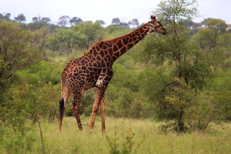 From Johannesburg: 2-Day Safari into Kruger National Park - The Authentic Safari Experience