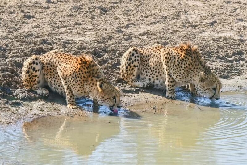 From Johannesburg: 2-Day Safari into Kruger National Park - FAQ