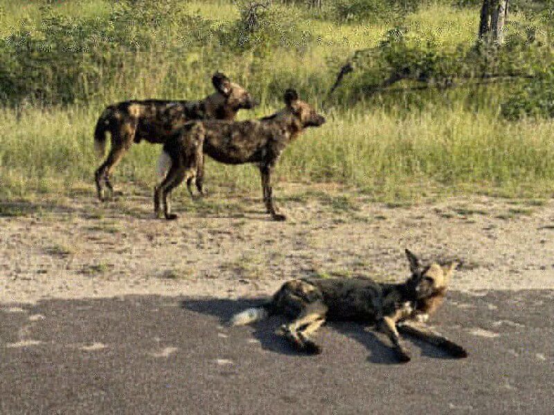 From Johannesburg : 3 Day Kruger National Park BIG 5 Safari - What’s Included and What’s Not