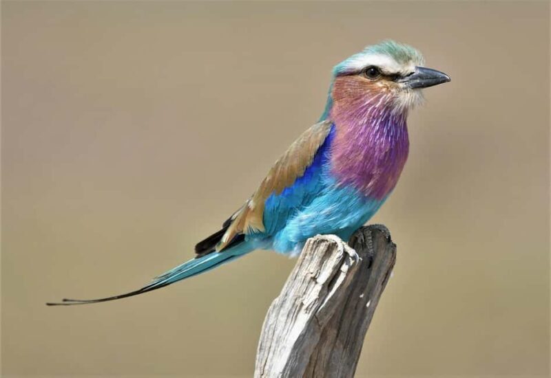 From Johannesburg: 3-Day Kruger National Park Safari - Key Points