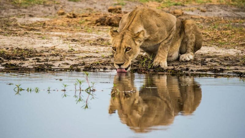 From Johannesburg: 3-Day Kruger National Park Safari - A Deep Dive into the 3-Day Kruger & Manyeleti Safari