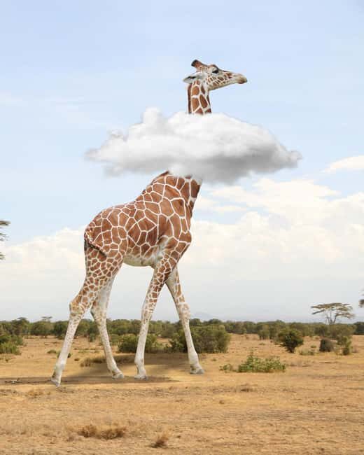 From Johannesburg: 6-Day Safari to Kruger & Mozambique - Key Points