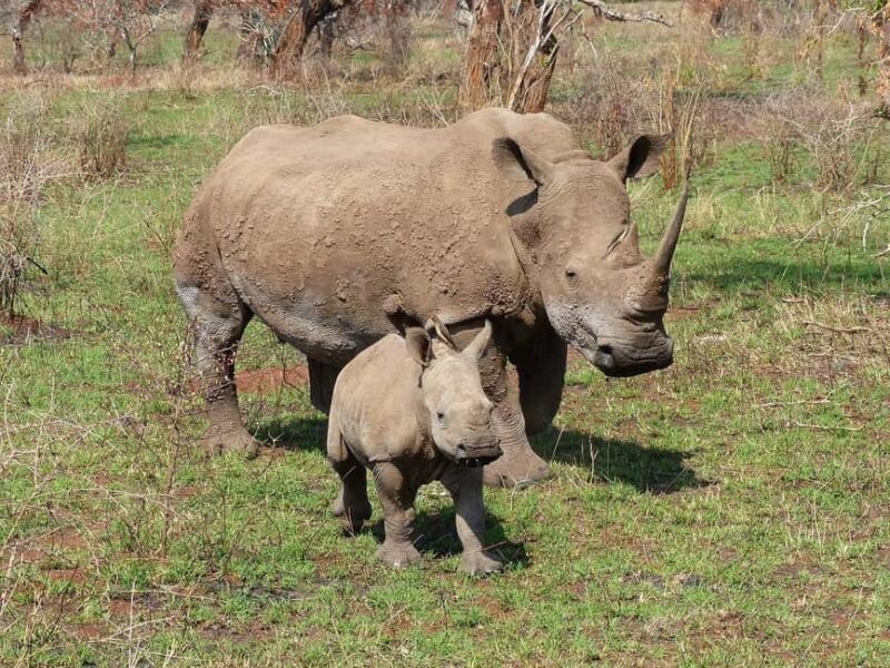From Johannesburg: 6-Day Safari to Kruger & Mozambique - A Practical Overview of the Itinerary