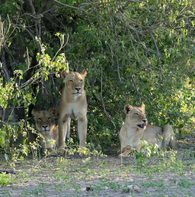From Johannesburg: 6-Days luxury Kruger Park Safari - Introduction