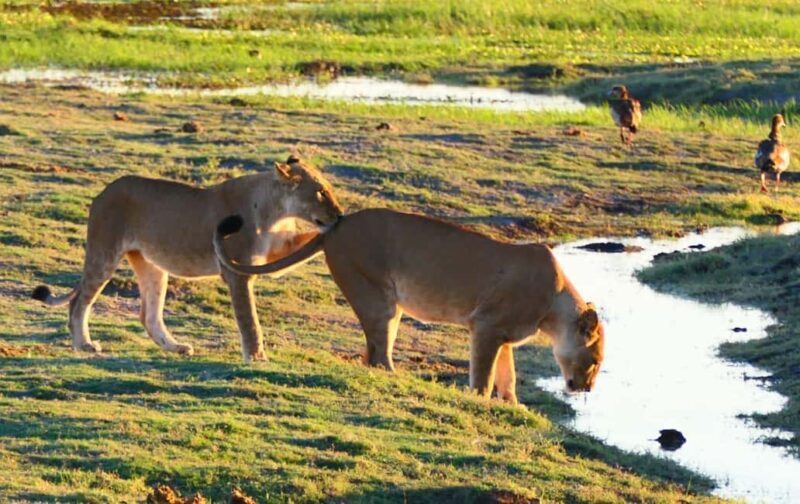 From Johannesburg: 6-Days luxury Kruger Park Safari - The Value of This Tour