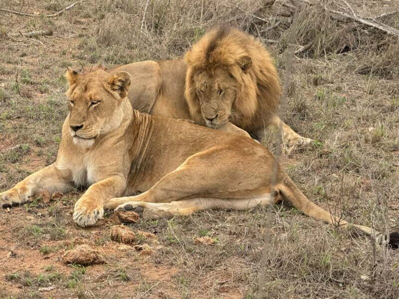 From Johannesburg: 6-Days luxury Kruger Park Safari - The Sum Up