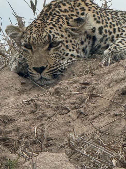 From Johannesburg: 6-Days luxury Kruger Park Safari - FAQ