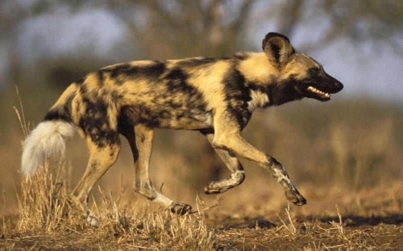 From Johannesburg: Cheetah Tour - Key Points