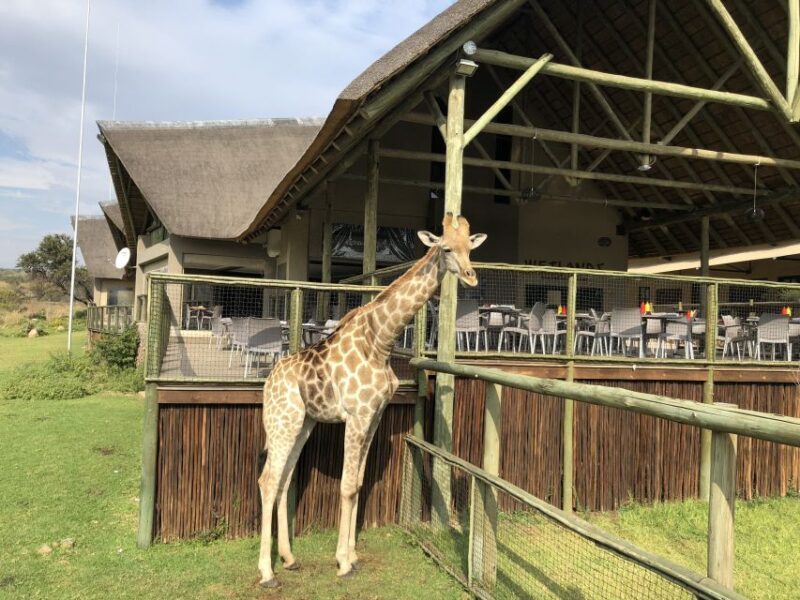 From Johannesburg: Cradle of Humankind and Lion Safari - Key Points  