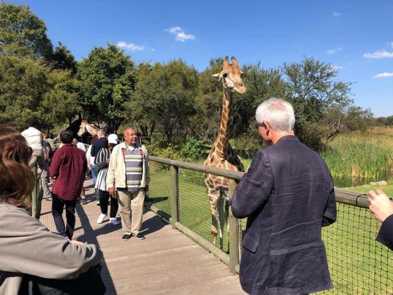 From Johannesburg: Cradle of Humankind and Lion Safari - Authentic Experiences Highlighted in Reviews  