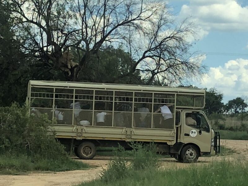 From Johannesburg: Cradle of Humankind and Lion Safari - Who Should Consider This Tour?  