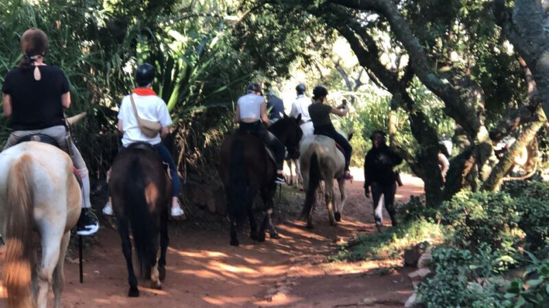 From Johannesburg: Horse-Riding Safari and Cable Car Tour - Authentic Feedback from Past Travelers