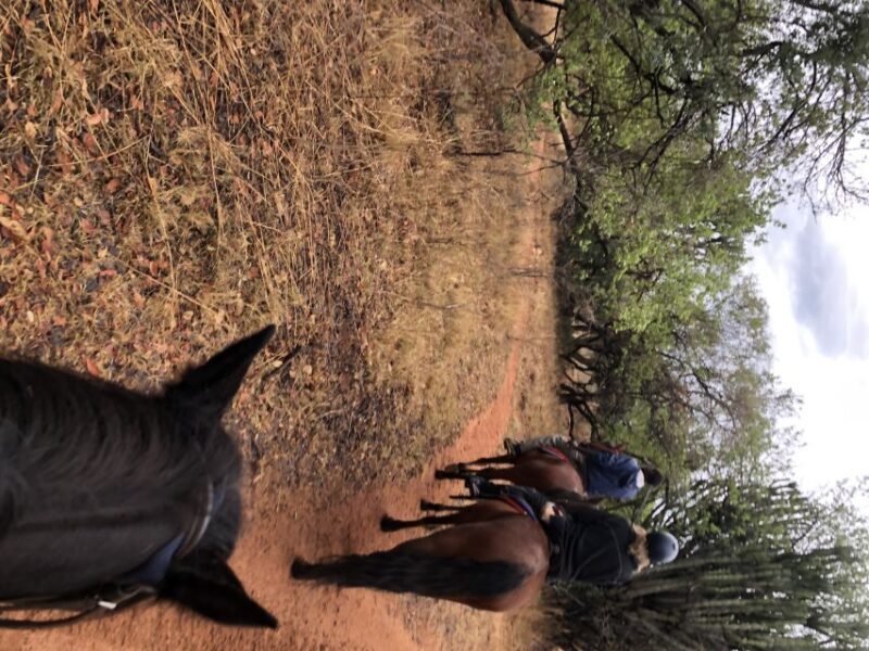 From Johannesburg: Horse-Riding Safari and Cable Car Tour - Is This Tour Right for You?