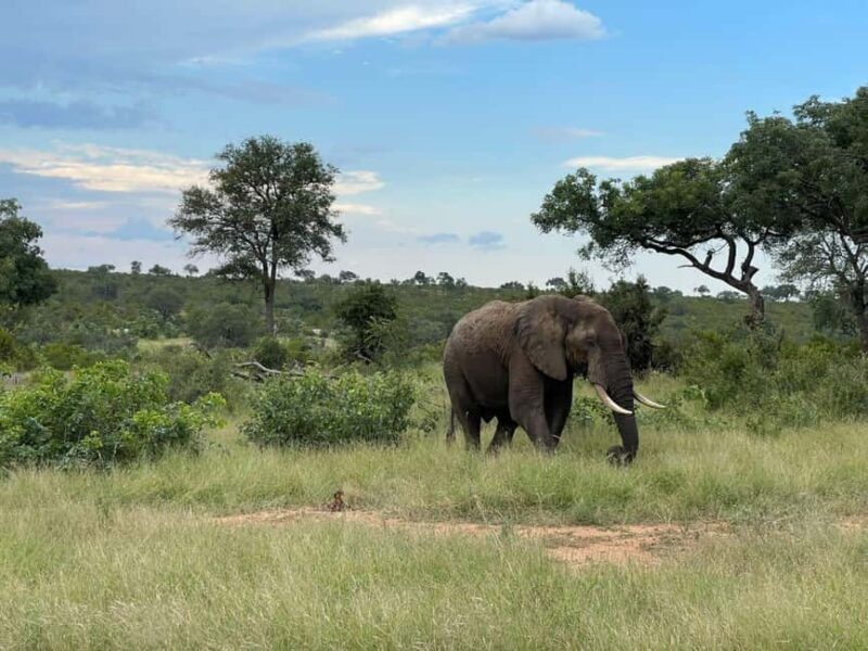 From Johannesburg: Kruger National Park 3-Day Safari - What to Pack and Other Tips