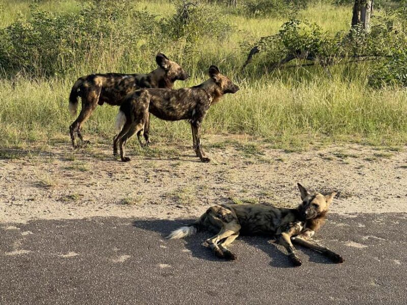 From Johannesburg: Kruger National Park 3-Day Safari - Authentic Insights from Travelers