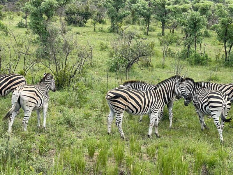 From Johannesburg: Kruger National Park 3-Day Safari - FAQ