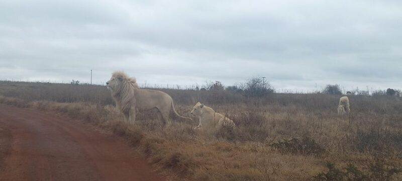 From Johannesburg: Lesedi Cultural Village & Lion Park Tour - Key Points