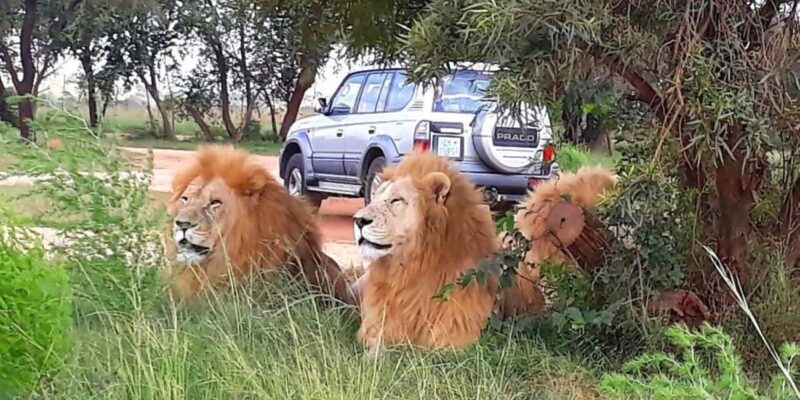 From Johannesburg : Lion Park Tour with Lesedi Village Tour - What to Expect from the Tour: A Detailed Breakdown