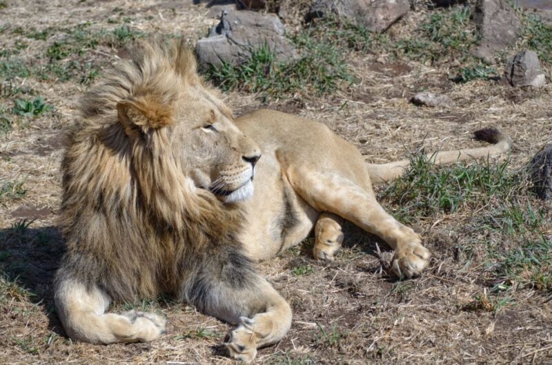 From Johannesburg: Lion & Safari Park Half-Day Tour - Intro