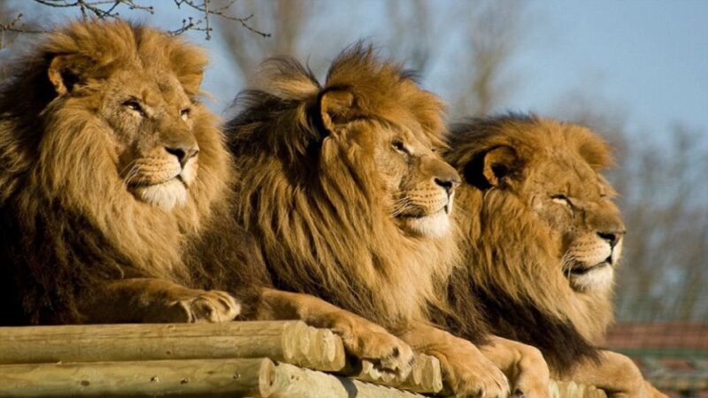 From Johannesburg: Lion & Safari Park Half-Day Tour - Key Points