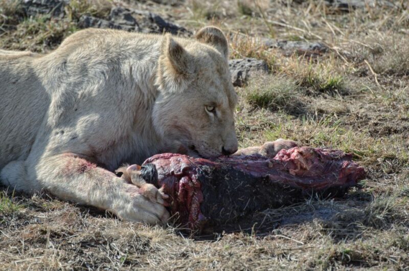 From Johannesburg: Lion & Safari Park Half-Day Tour - What’s Included and What’s Not