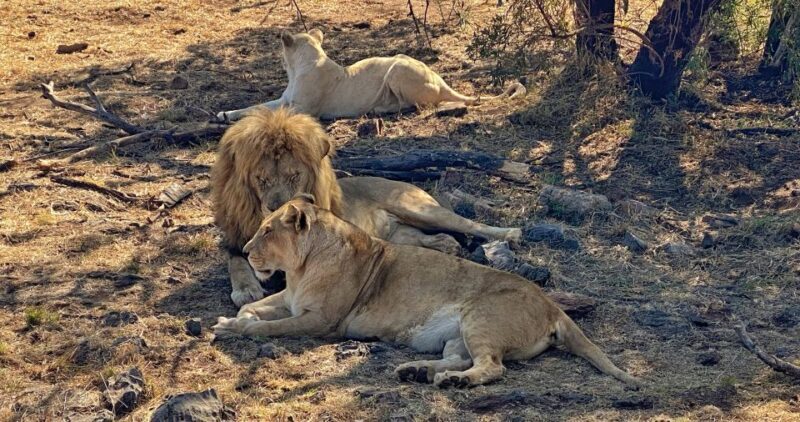 From Johannesburg: Lion & Safari Park Half-Day Tour - The Value Proposition