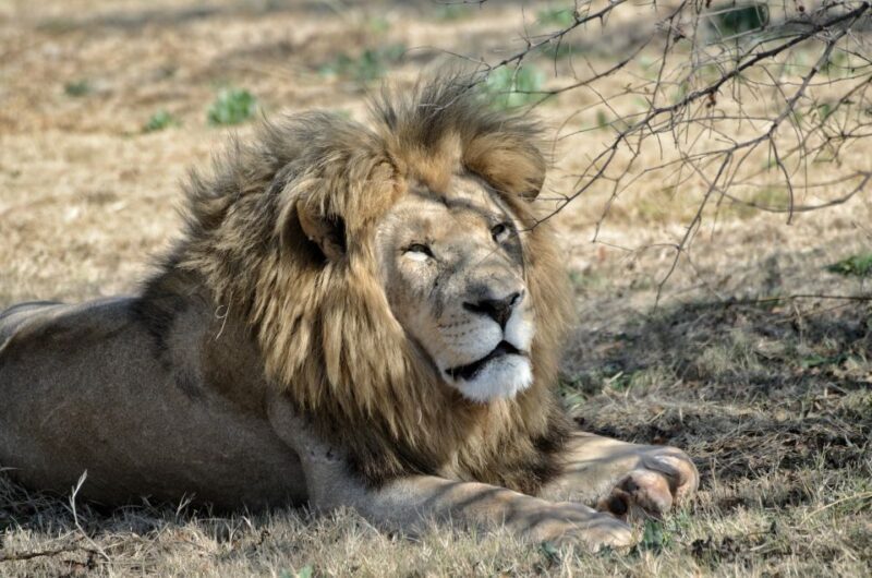 From Johannesburg: Lion & Safari Park Half-Day Tour - Who Should Consider This Tour?
