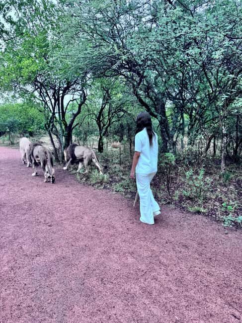 From Johannesburg: Majestic Lion Walk Experience - What is the Majestic Lion Walk Experience?