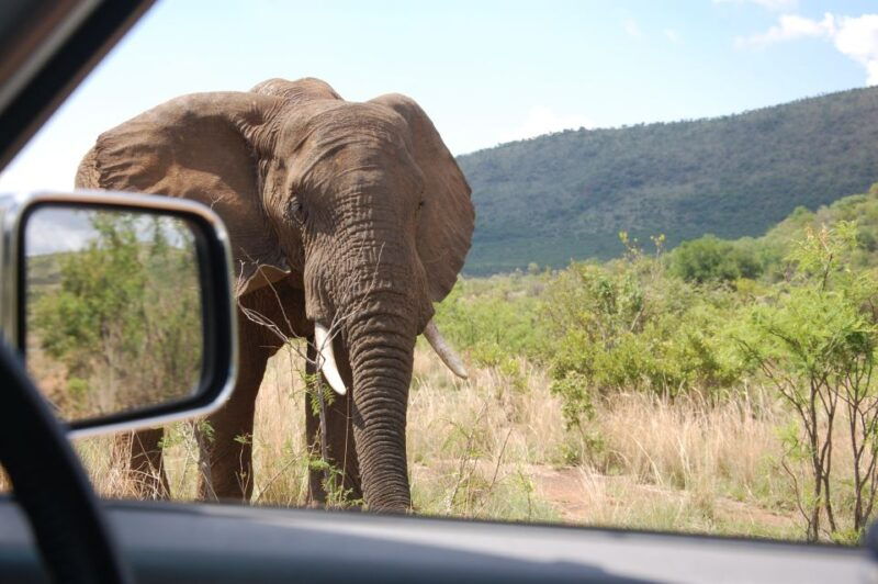 from-johannesburg-pilanesberg-national-park-safari