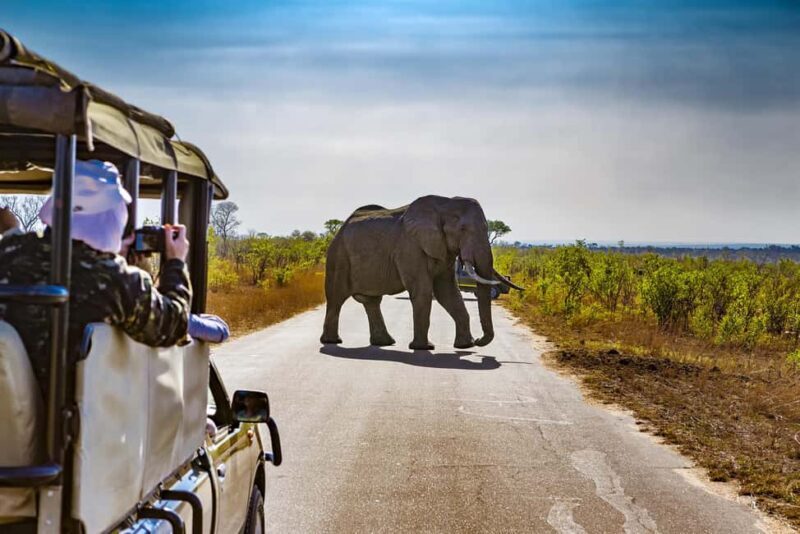 From Johannesburg: Pilanesberg Wildlife Safari - An In-Depth Look at the Pilanesberg Safari Experience